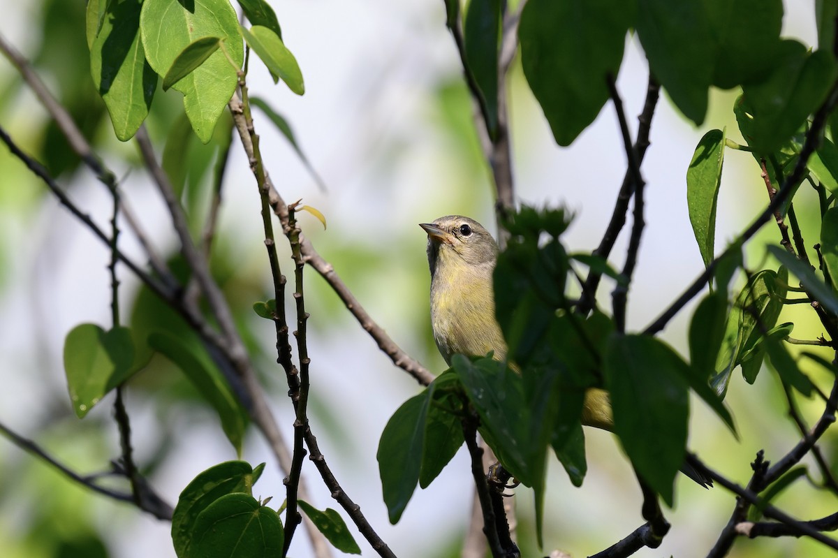 Orange-crowned Warbler - ML644971714