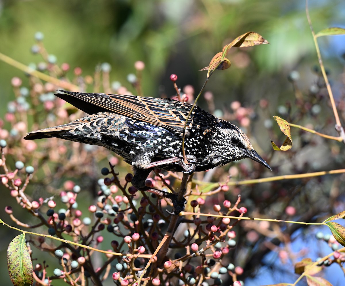 European Starling - ML644971717