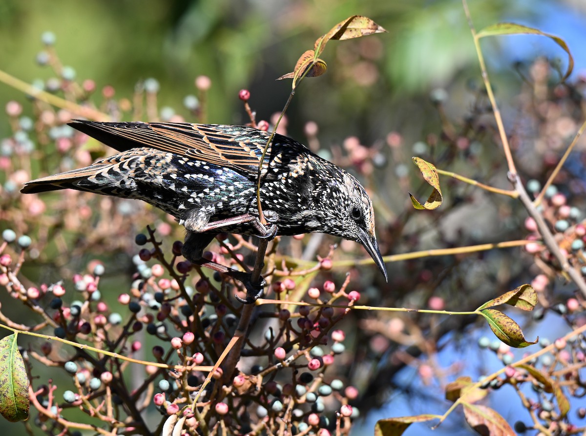 European Starling - ML644971719