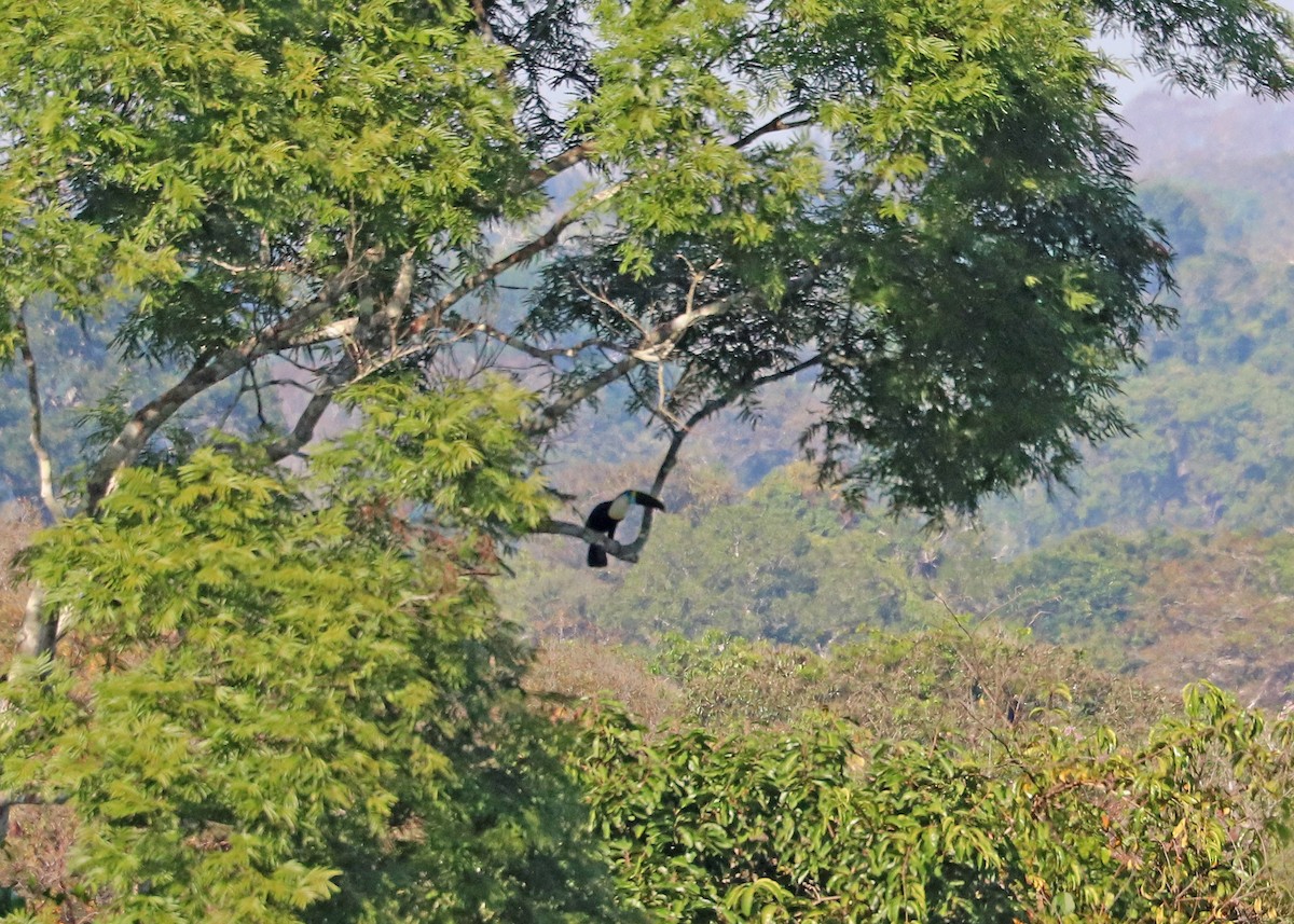 White-throated Toucan - ML644971780