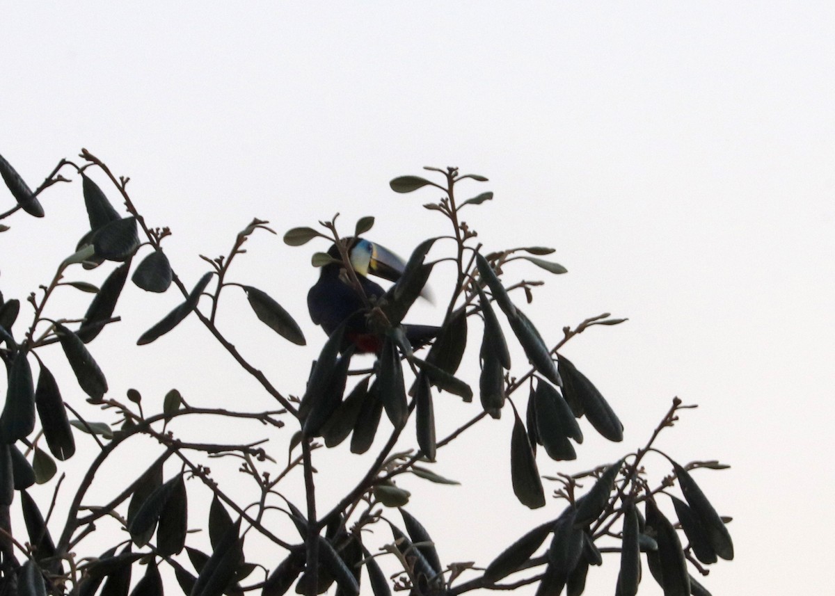 Channel-billed Toucan - ML644971787