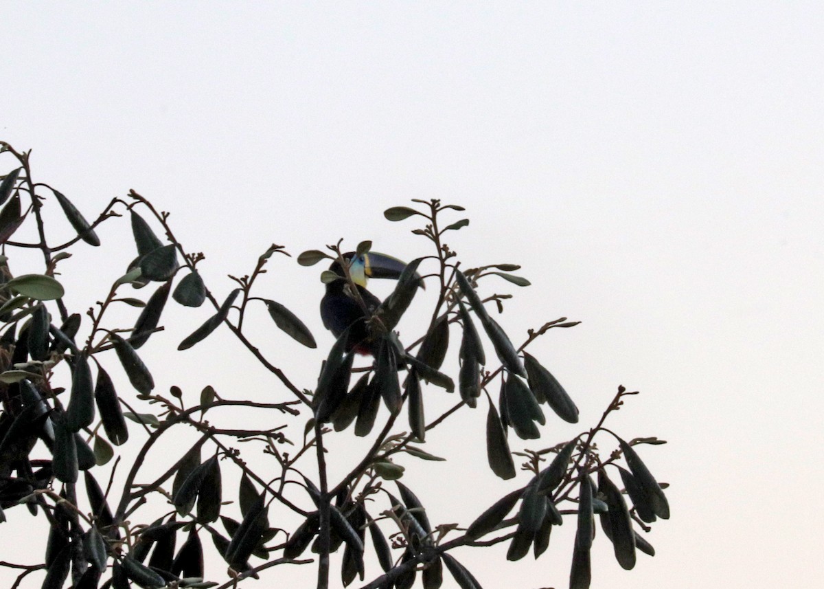 Channel-billed Toucan - ML644971788