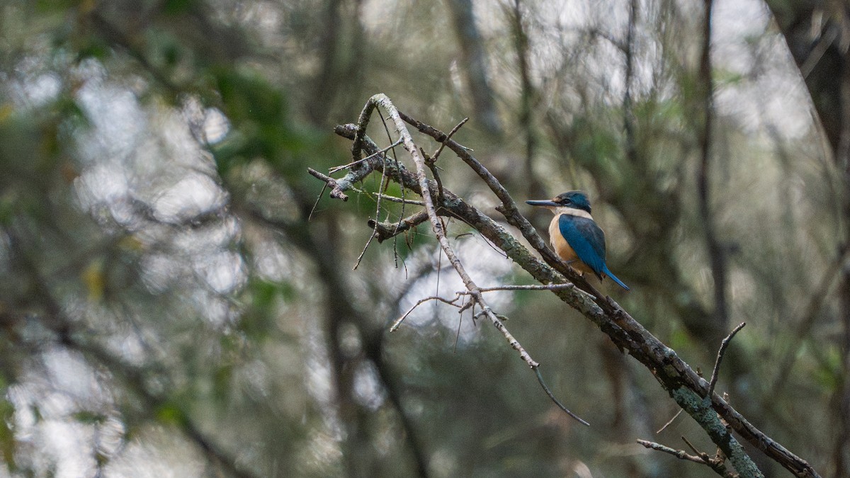Sacred Kingfisher - ML644971794