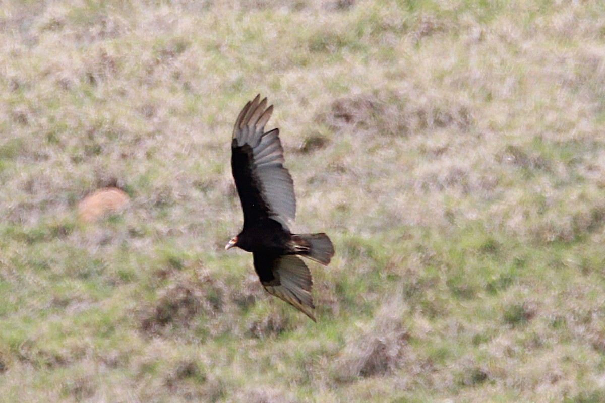Lesser Yellow-headed Vulture - ML644971818