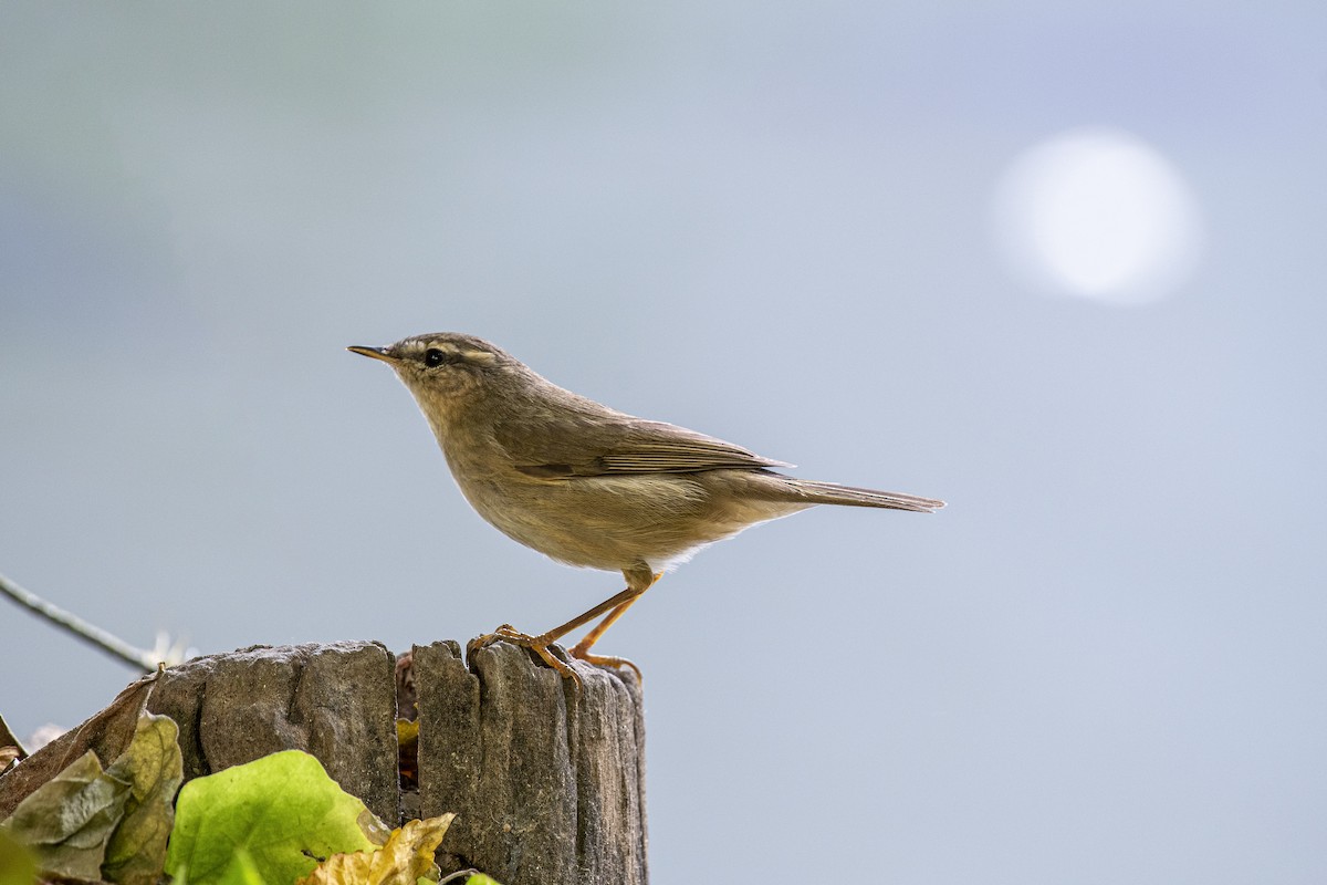עלווית כהה - ML644971863