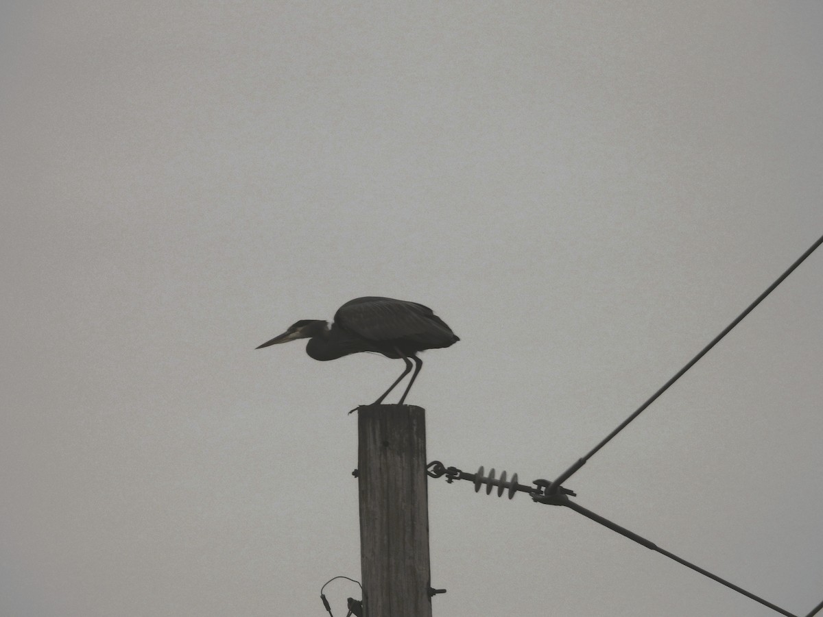 Great Blue Heron - ML644971867