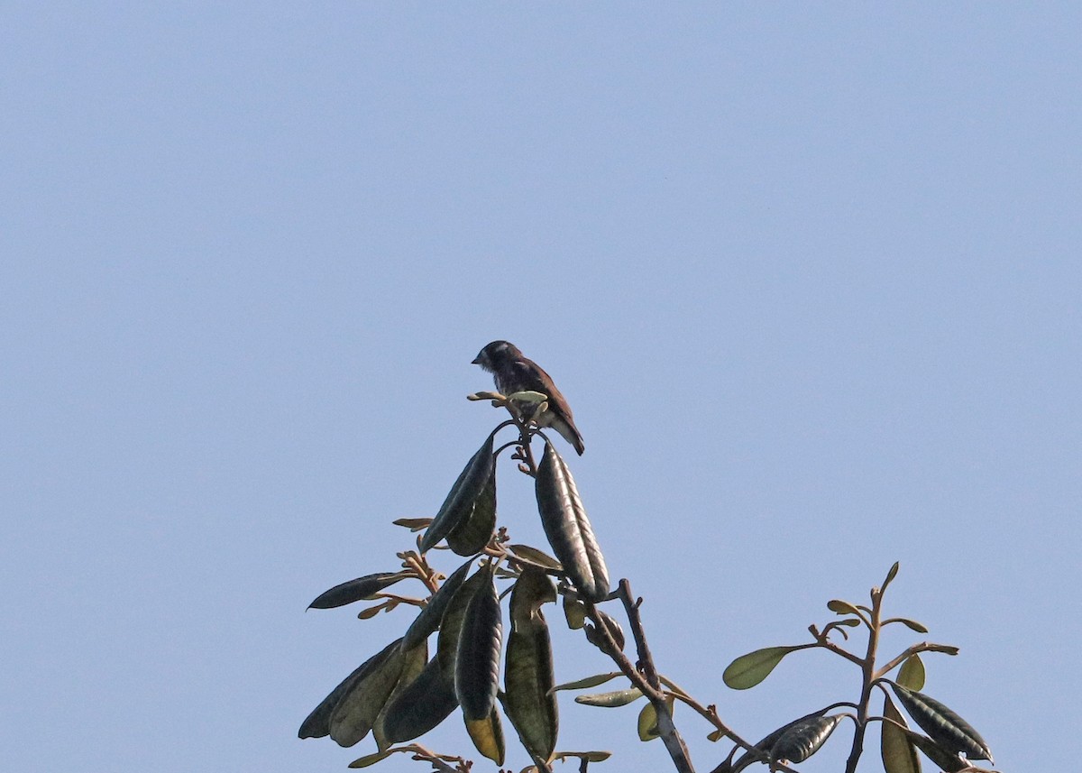 White-browed Purpletuft - ML644971869