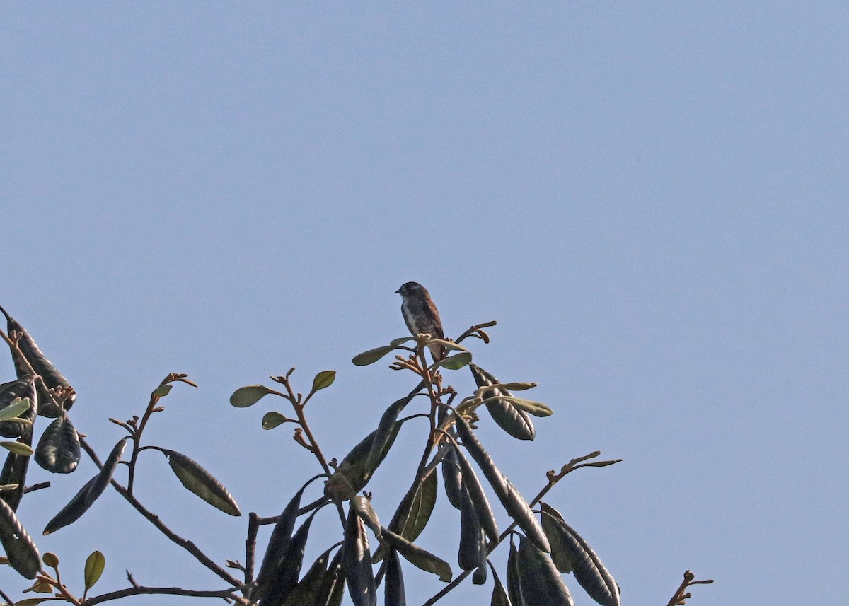 White-browed Purpletuft - ML644971870