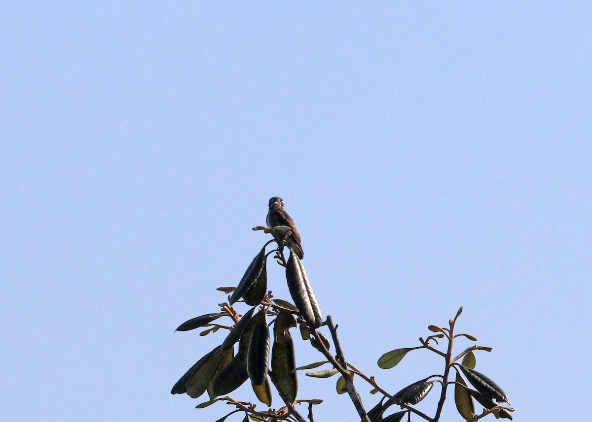 White-browed Purpletuft - ML644971871