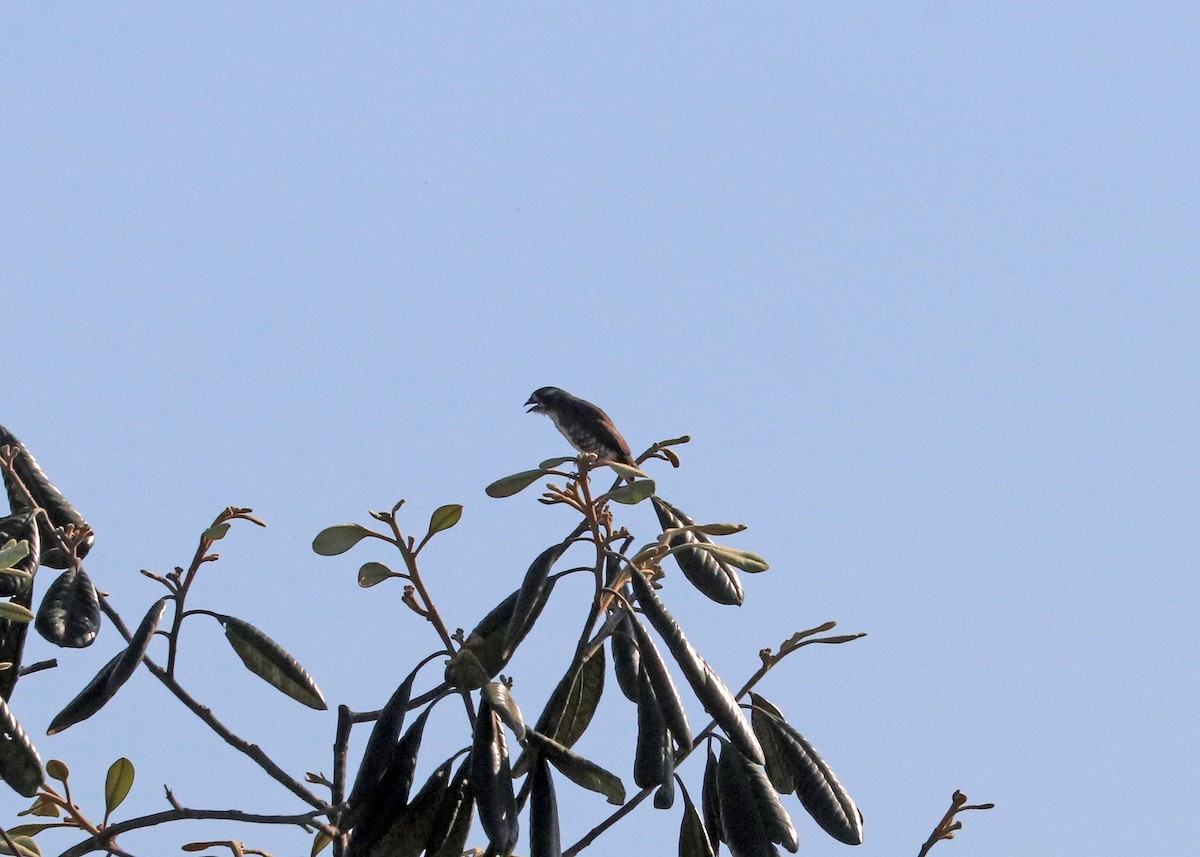 White-browed Purpletuft - ML644971872