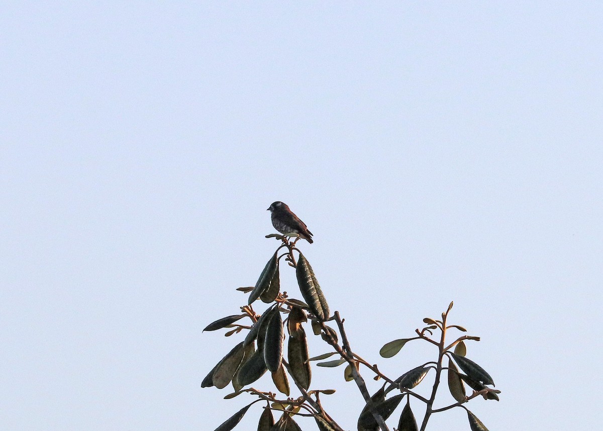 White-browed Purpletuft - ML644971873
