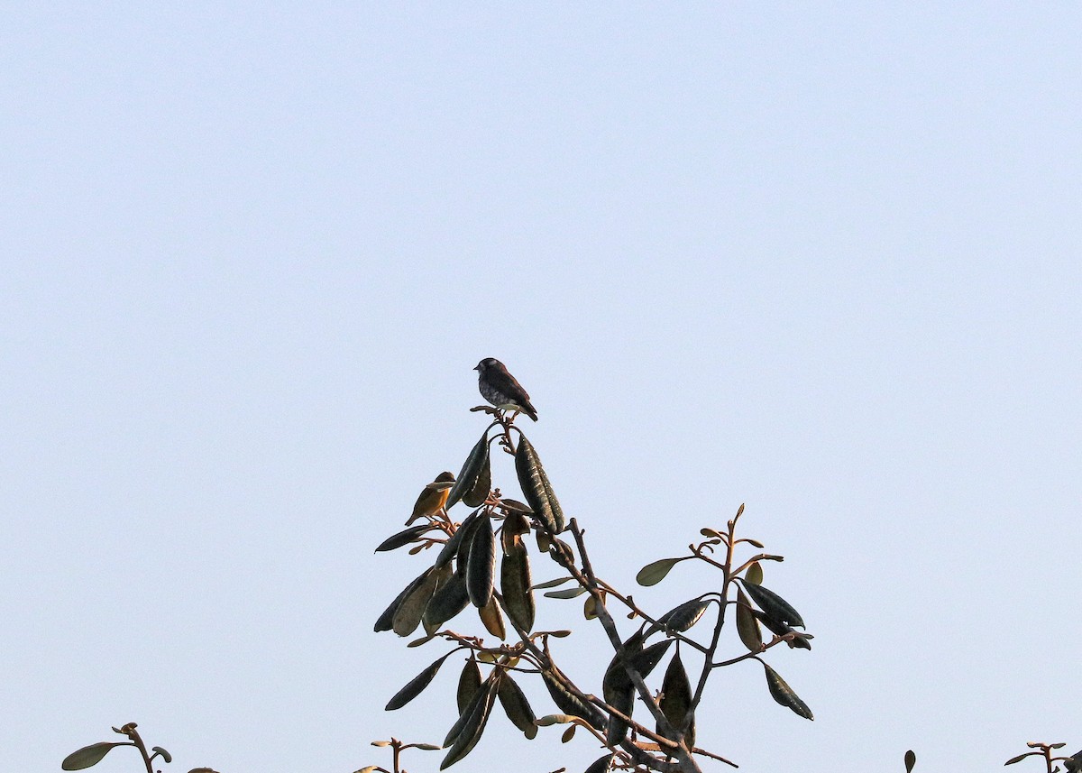 White-browed Purpletuft - ML644971874