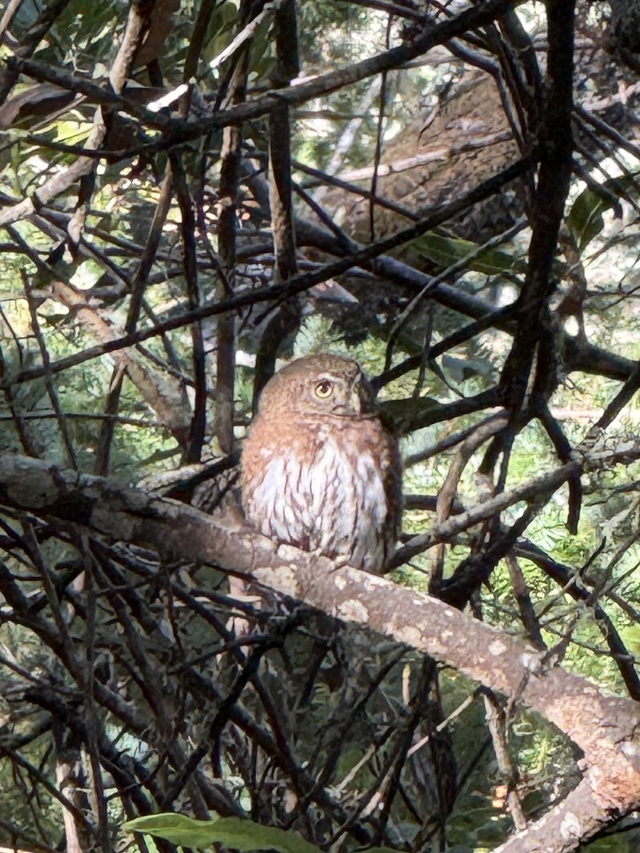 Northern Pygmy-Owl (Pacific) - ML644971885