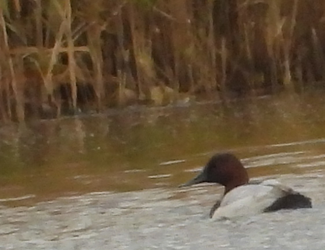 Murgilari bizkarzuria - ML644971888