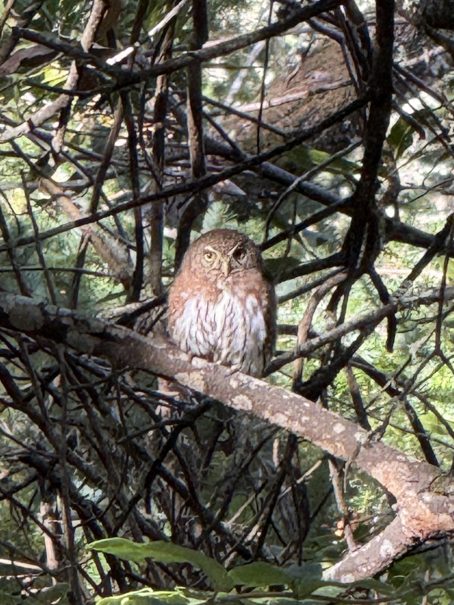 Northern Pygmy-Owl (Pacific) - ML644971890