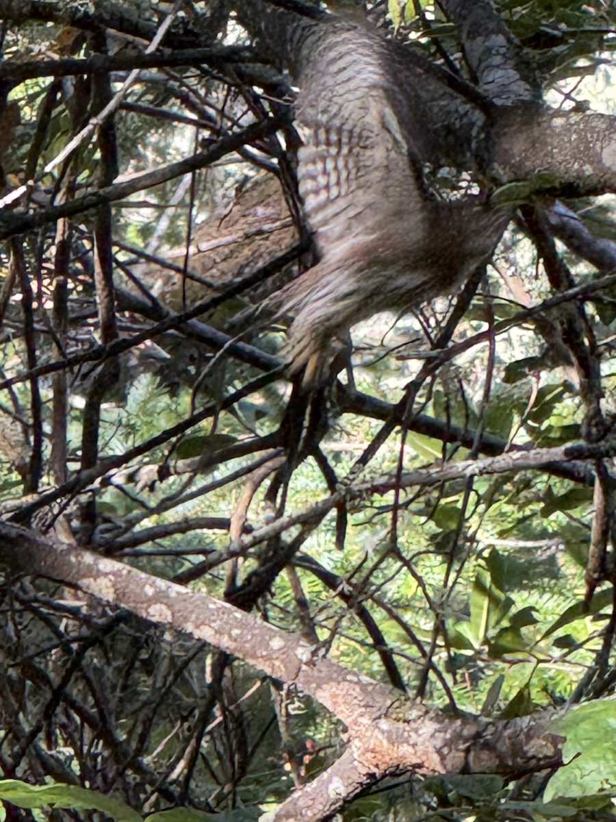 Northern Pygmy-Owl (Pacific) - ML644971908