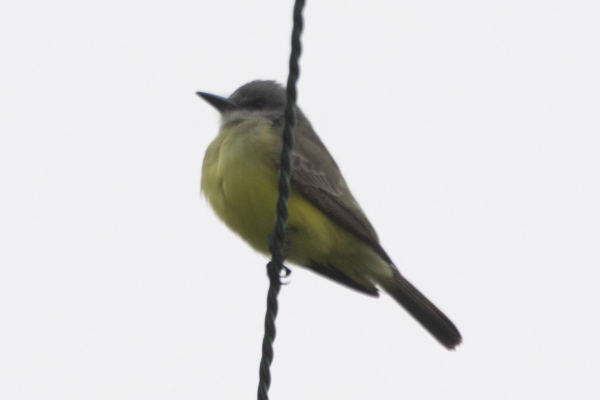 Tropical Kingbird - ML644971917