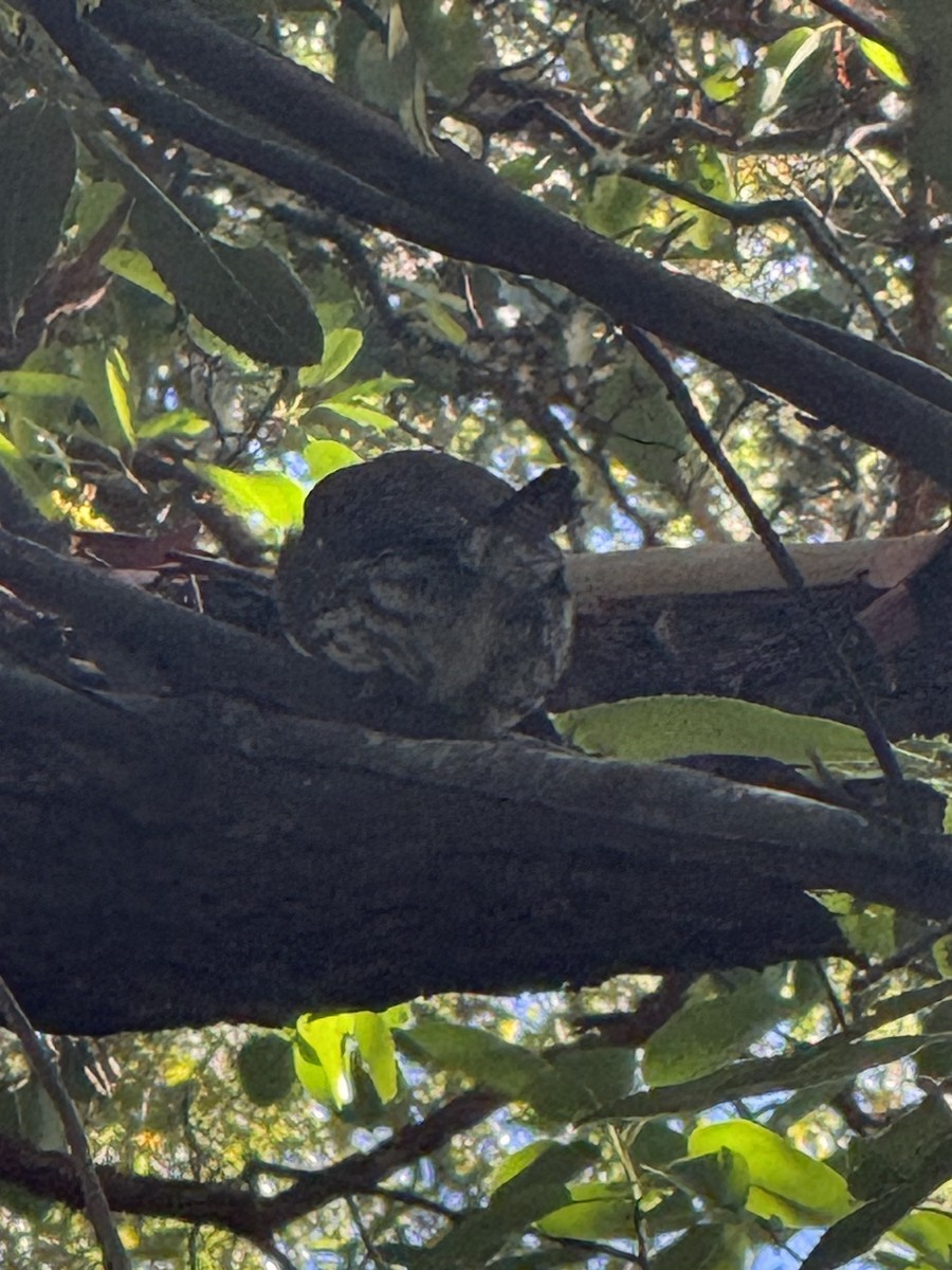 Northern Pygmy-Owl (Pacific) - ML644971922
