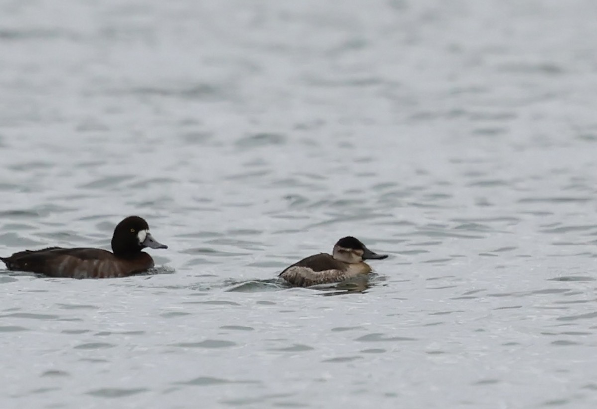 Ruddy Duck - ML644971933