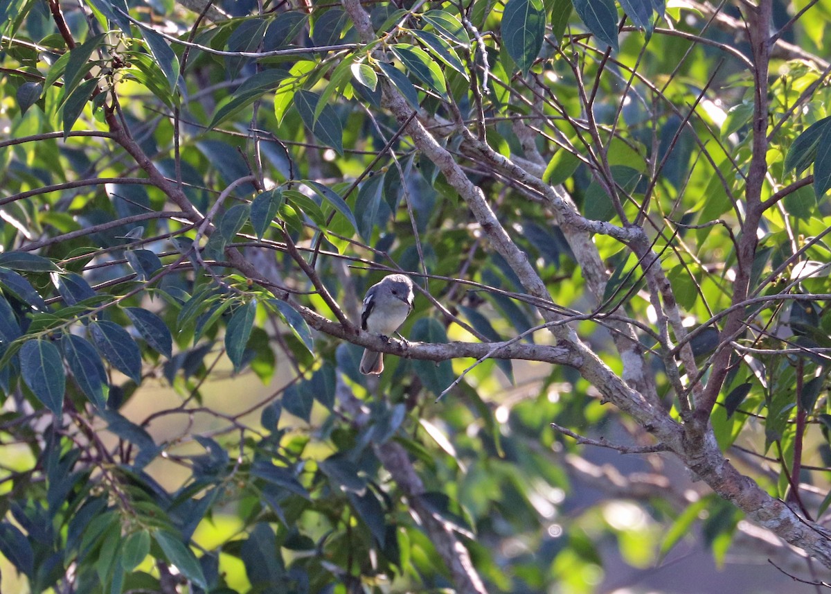 Gray-headed Elaenia - ML644971936