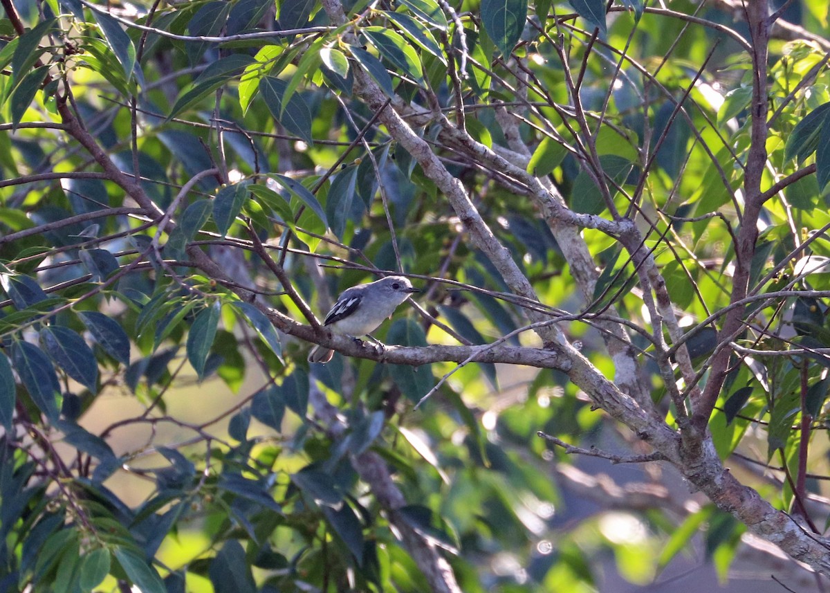 Gray-headed Elaenia - ML644971937