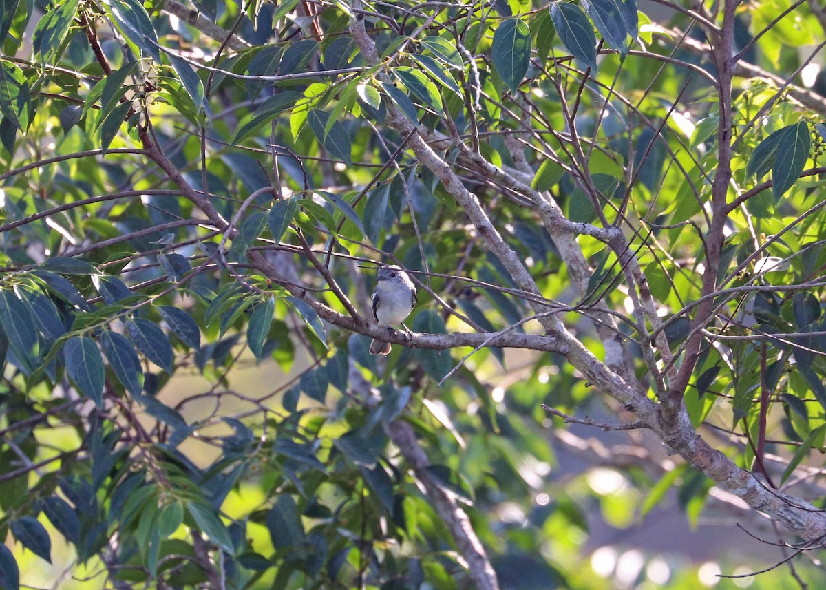 Gray-headed Elaenia - ML644971938