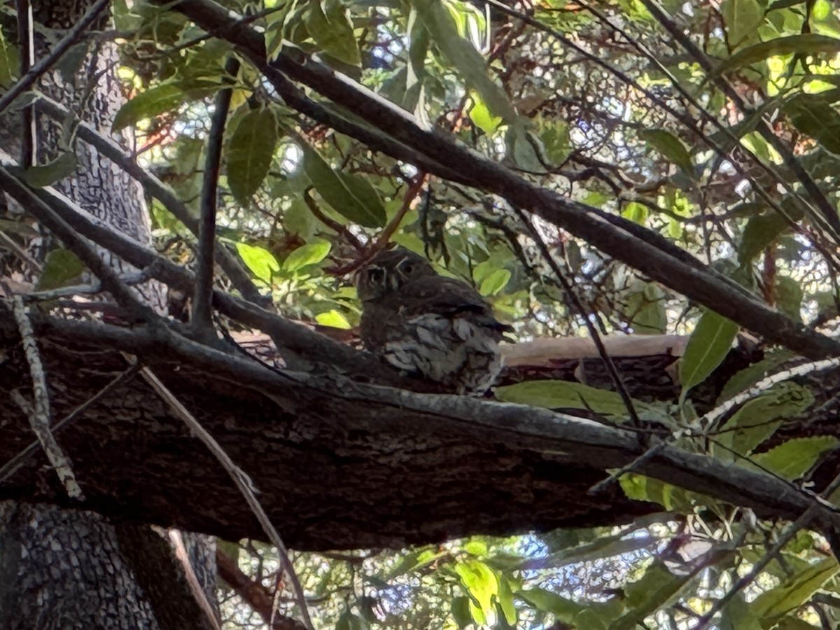 Northern Pygmy-Owl (Pacific) - ML644971939