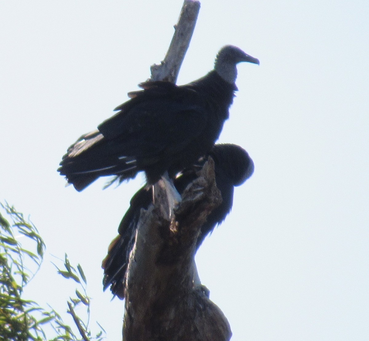 Black Vulture - ML644971974