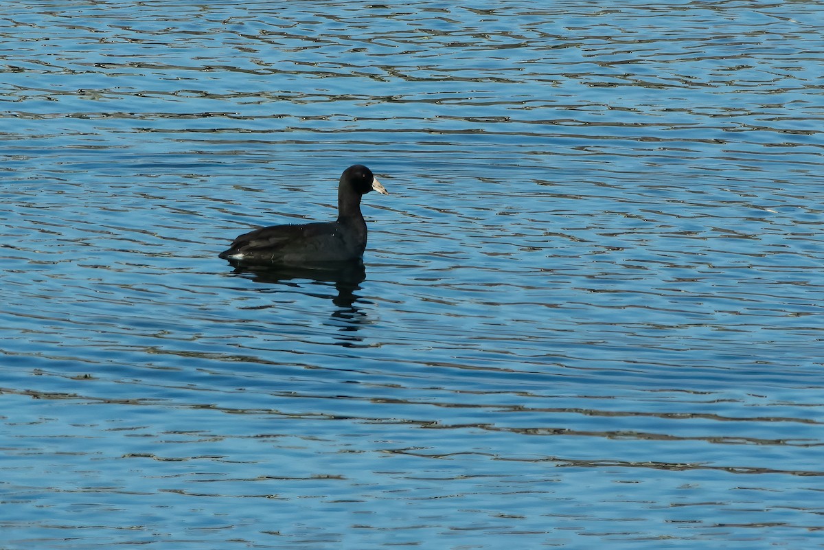 Focha Americana - ML644971977