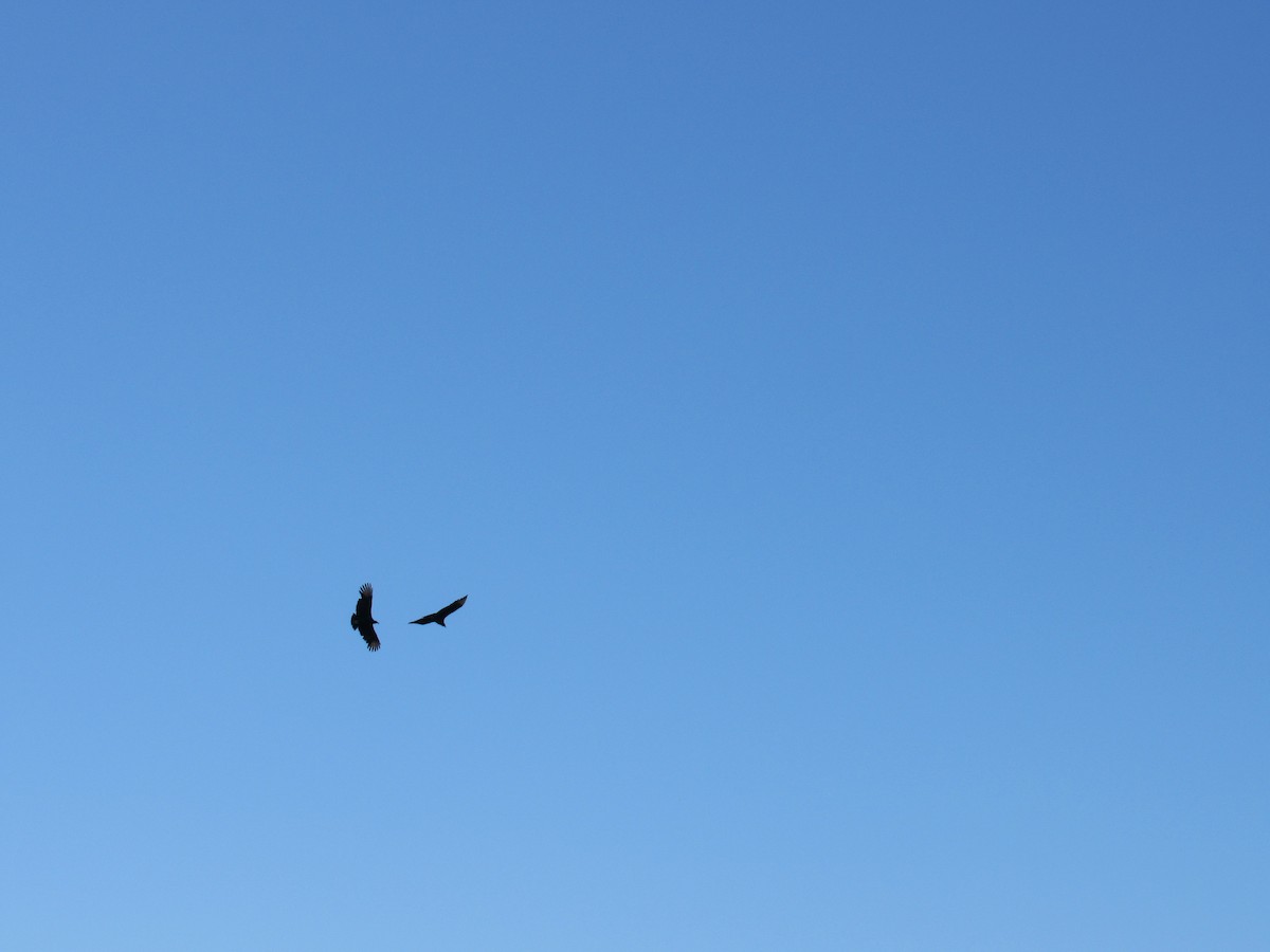 Black Vulture - ML644971986