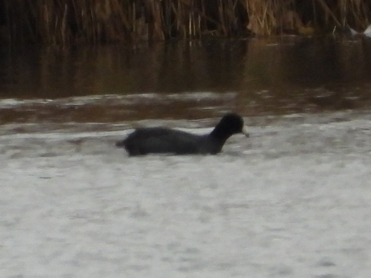 Focha Americana - ML644971992