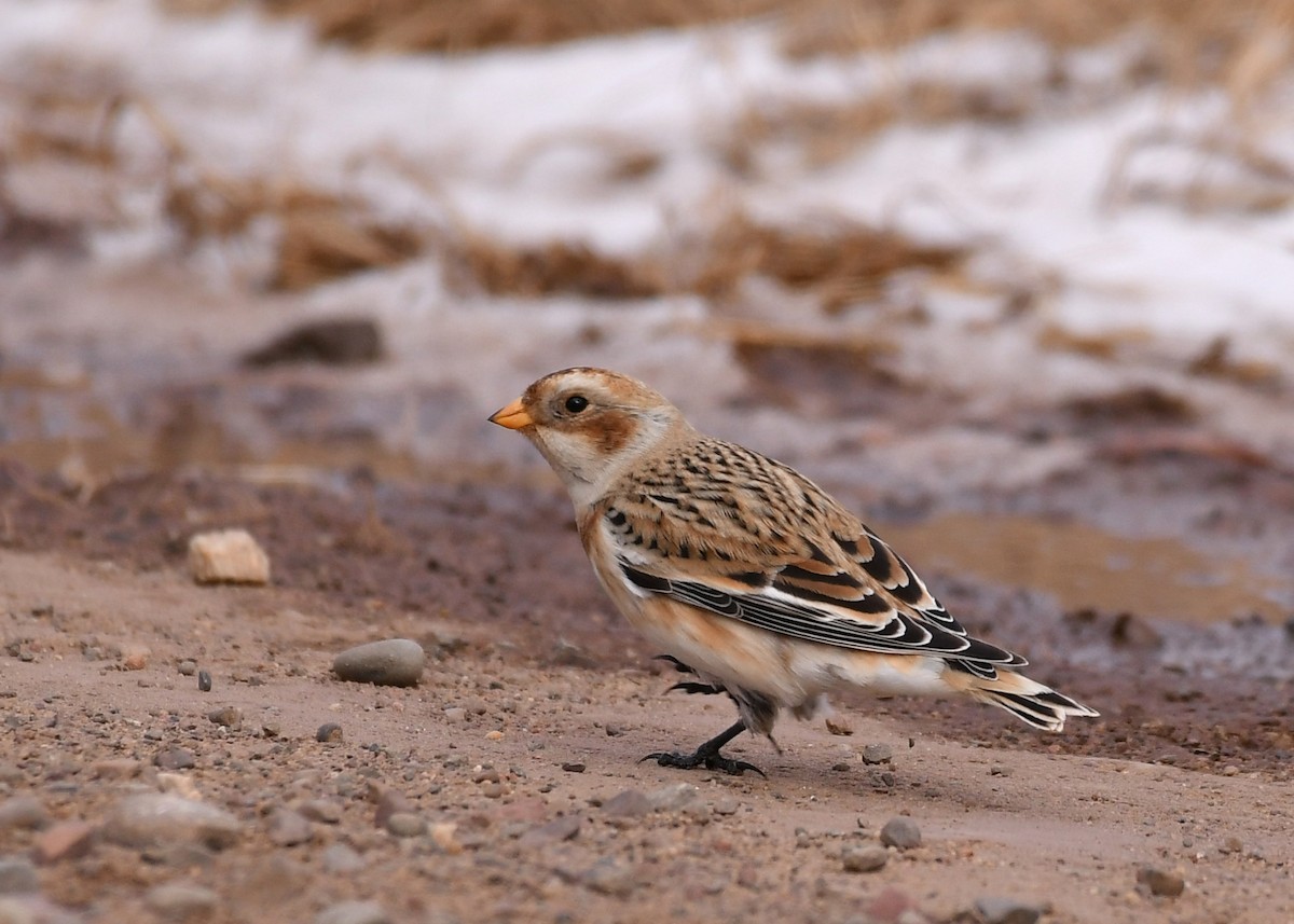 Snow Bunting - ML644971994