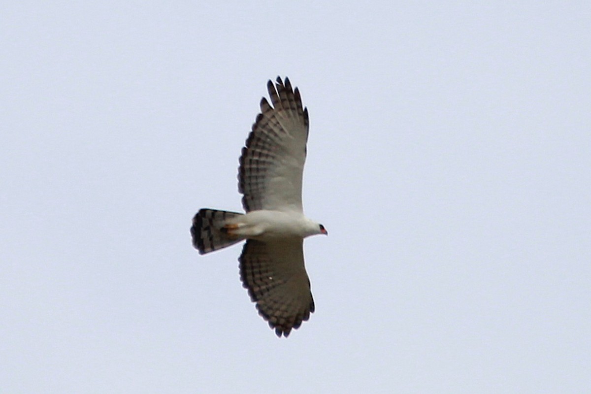 Black-and-white Hawk-Eagle - ML644972004