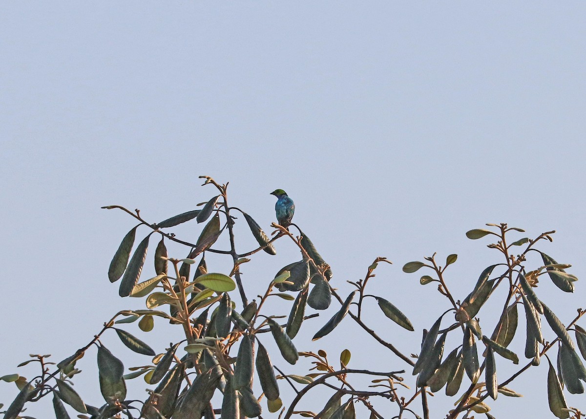 Paradise Tanager - ML644972009