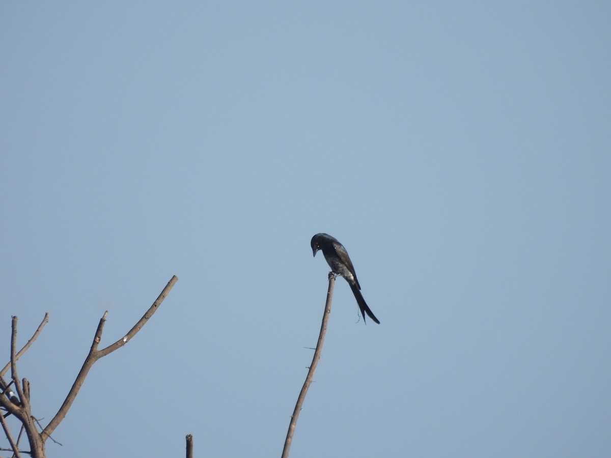 drongo černý - ML644972030