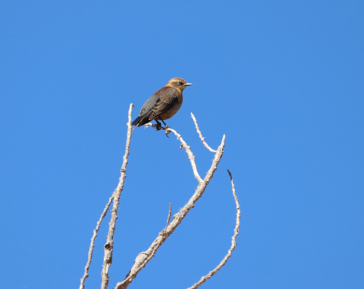 Трупіалець північний - ML644972035