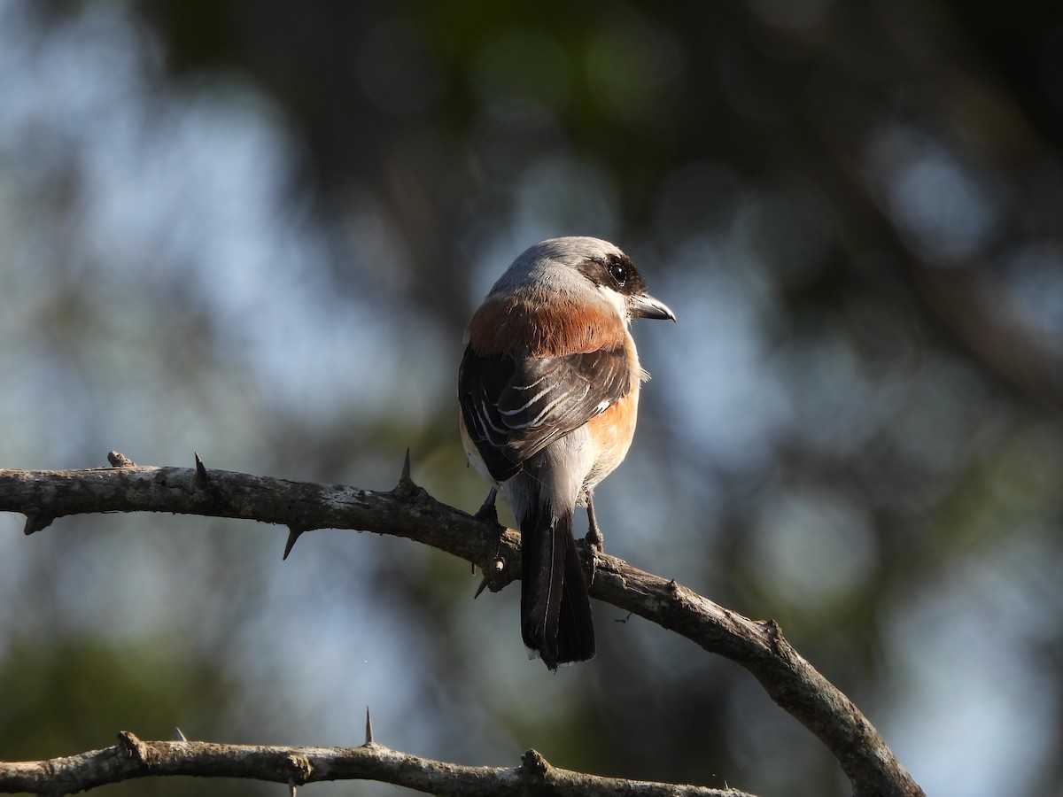Bay-backed Shrike - ML644972036