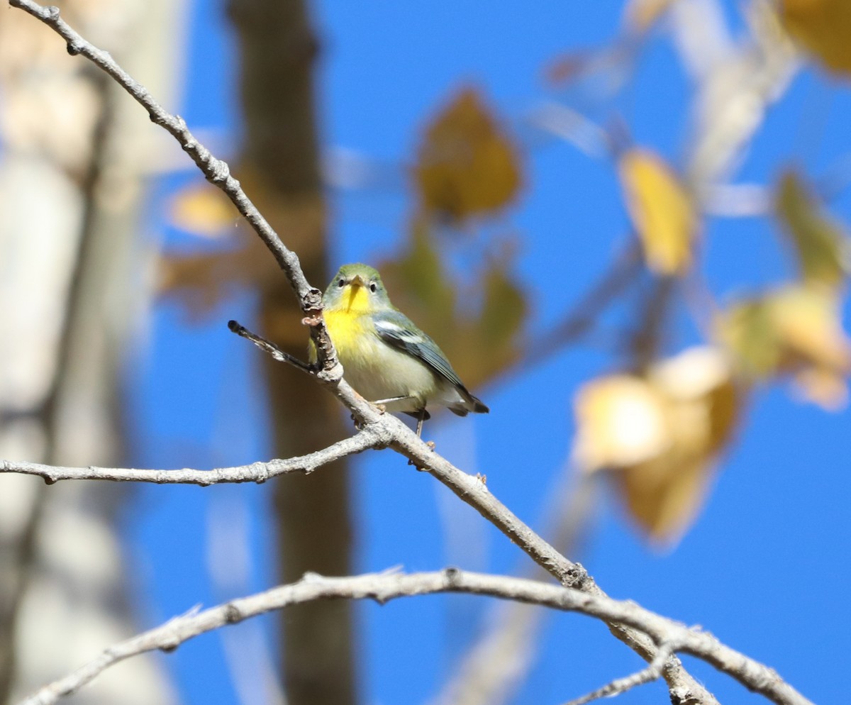 Northern Parula - ML644972039