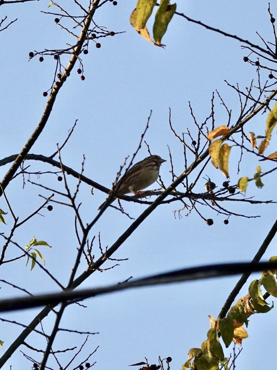 Vesper Sparrow - ML644972049