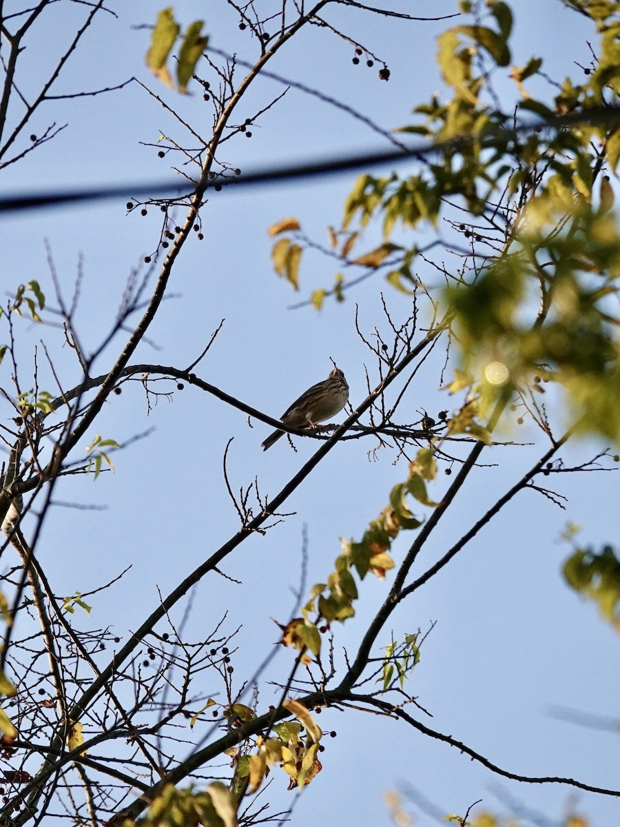 Vesper Sparrow - ML644972050