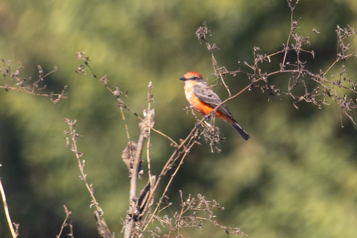 Vermilion Flycatcher - ML644972051