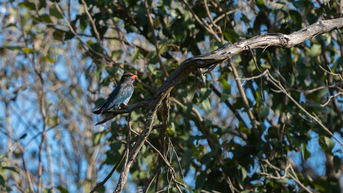 Dollarbird - ML644972062