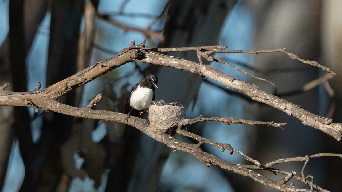 Willie-wagtail - ML644972085