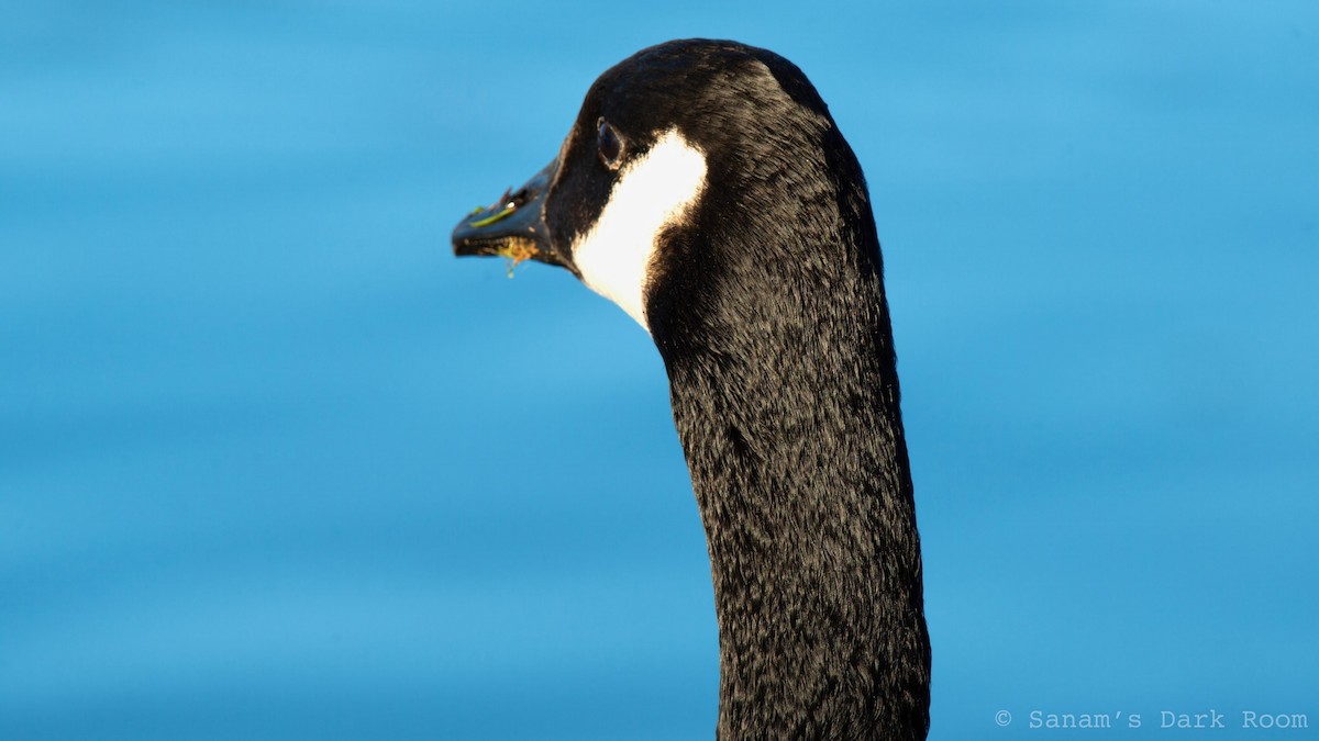 Bernache du Canada - ML644972122