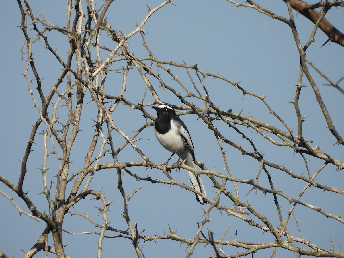 Плиска білоброва - ML644972143