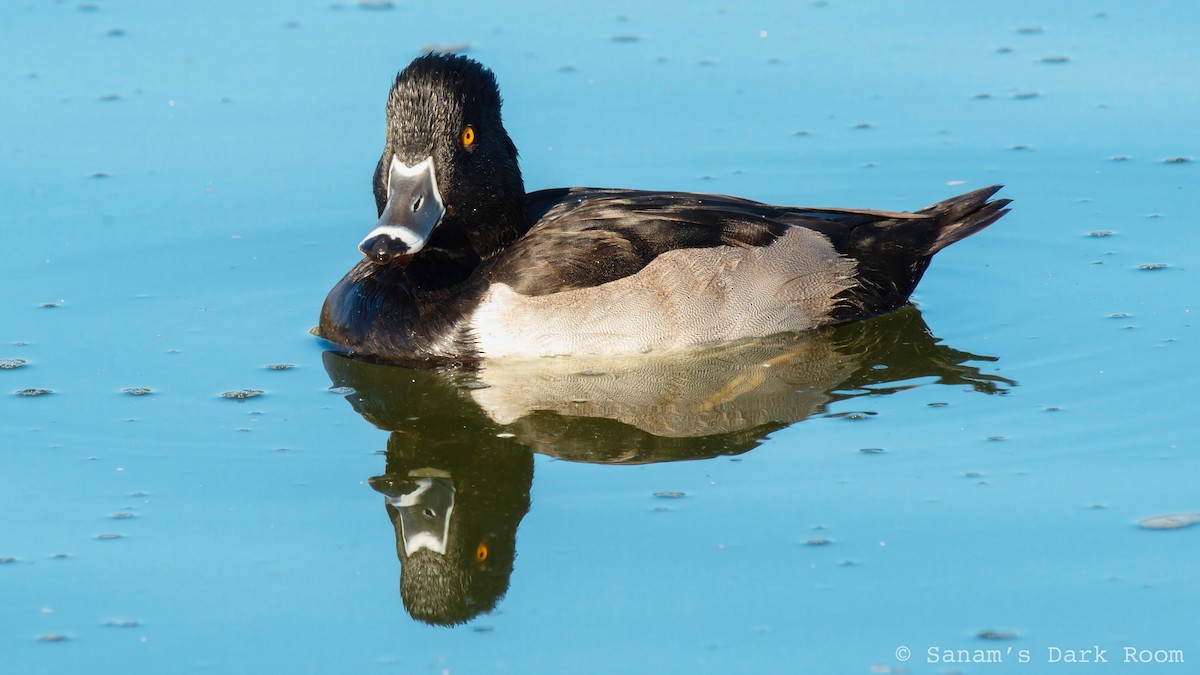 Ring-necked Duck - ML644972147