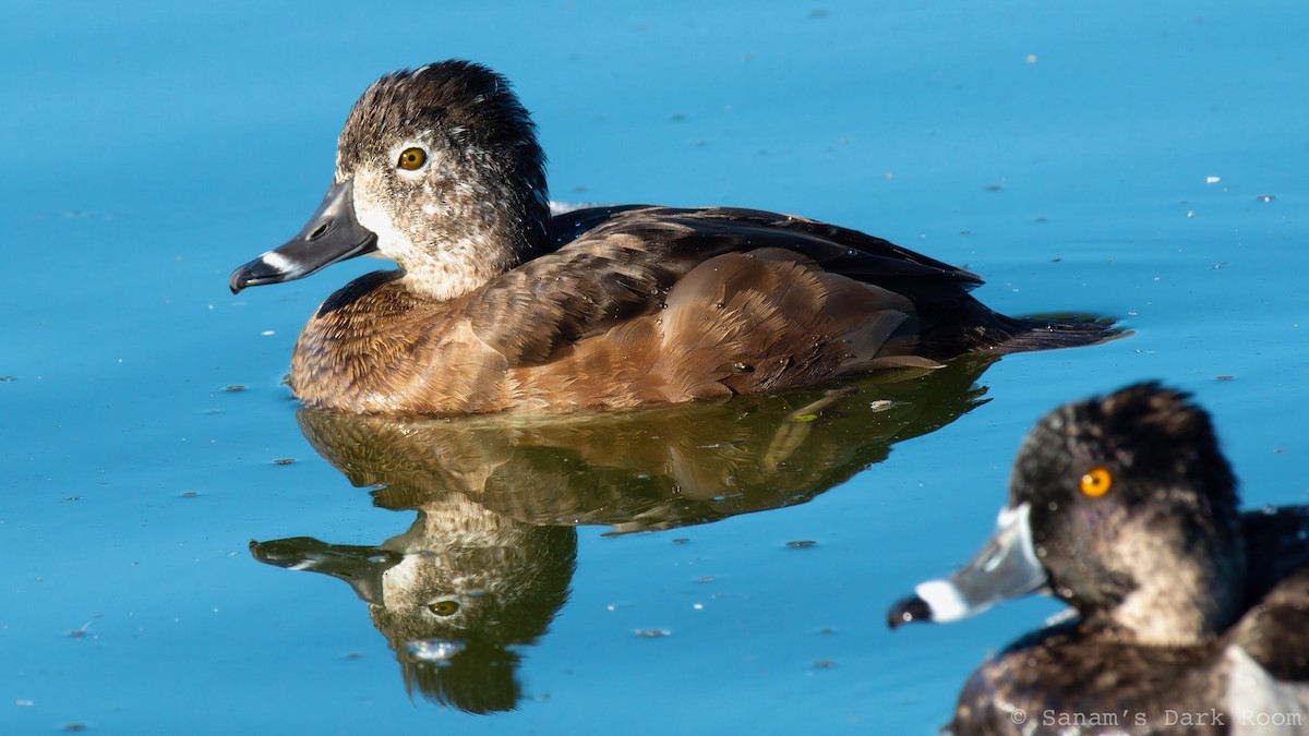 Ring-necked Duck - ML644972149