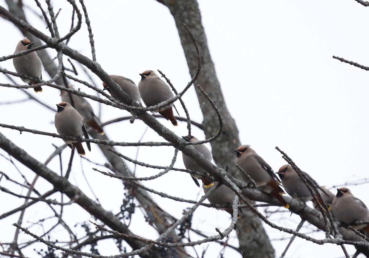 Ampelis Europeo - ML644972155