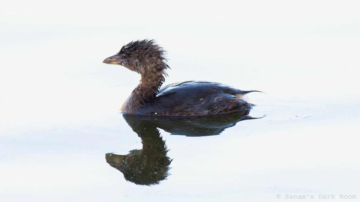 Pied-billed Grebe - ML644972163