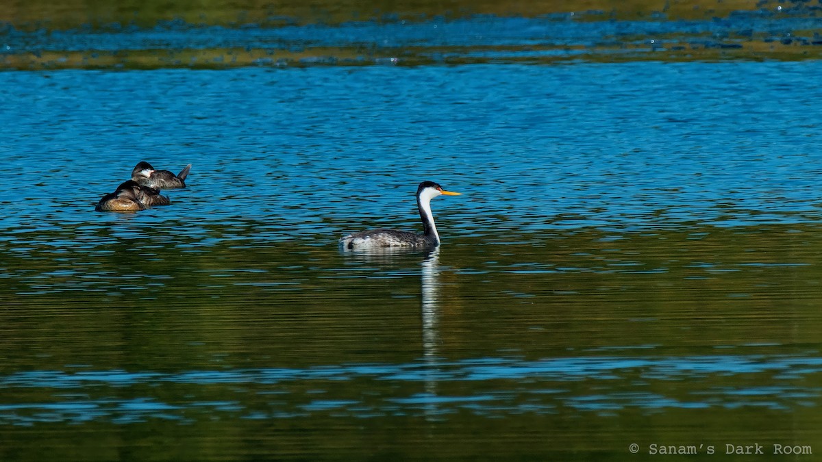Western x Clark's Grebe (hybrid) - ML644972165